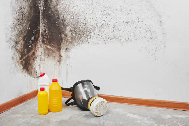 Best Residential Mold Removal  in Oro Valley, AZ