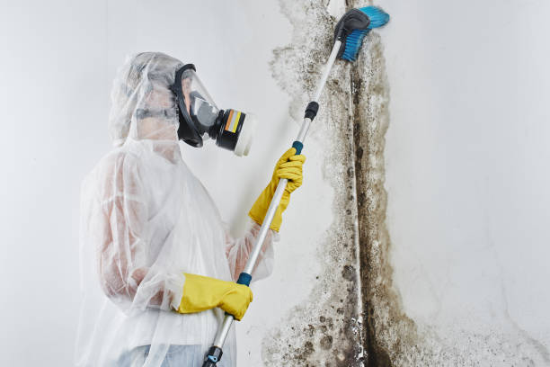 Mold Removal Process in Oro Valley, AZ