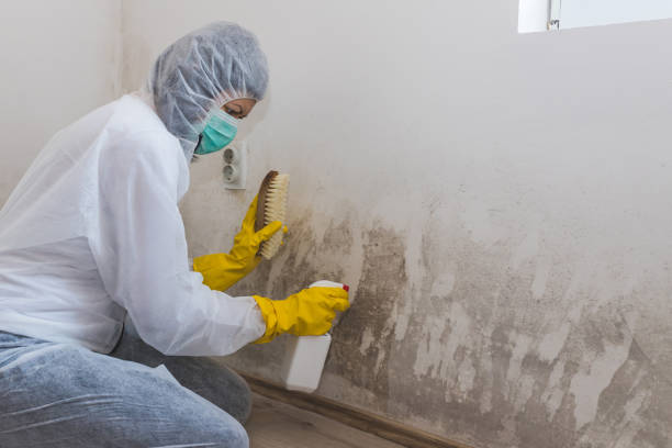 Mold Testing and Removal in Oro Valley, AZ