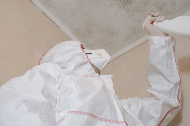 Certified Mold Removal in Oro Valley, AZ