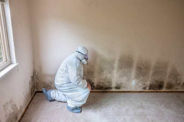 Best Commercial Mold Removal  in Oro Valley, AZ