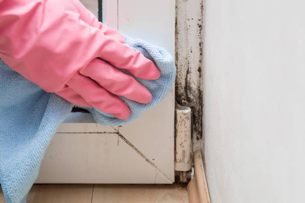 Mold Removal Process in Oro Valley, AZ