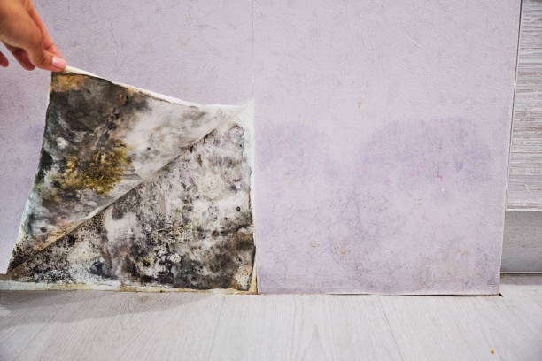 Attic Mold Removal in Oro Valley, AZ